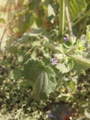 Mesosphaerum suaveolens