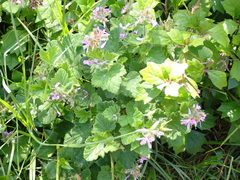 Pelargonium vitifolium