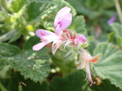 Pelargonium vitifolium