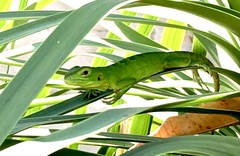 Ctenosaura hemilopha