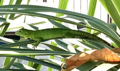 Ctenosaura hemilopha