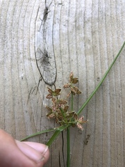 Cyperus diandrus