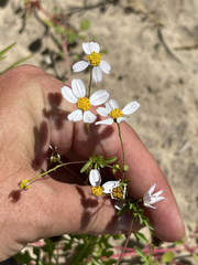 Coreocarpus parthenioides parthenioides