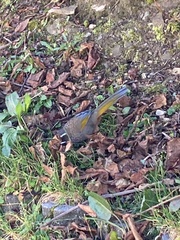 Trochalopteron morrisonianum