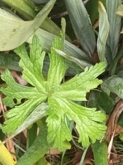 Geranium sylvaticum