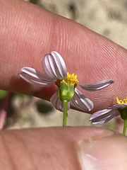 Coreocarpus parthenioides parthenioides
