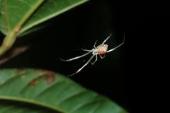 Thwaitesia margaritifera