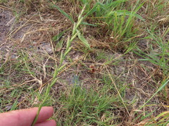 Lolium multiflorum