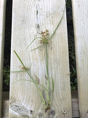 Cyperus diandrus