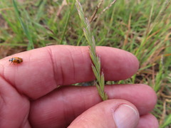 Lolium multiflorum