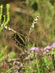 Papilio demodocus demodocus