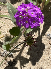 Abronia gracilis