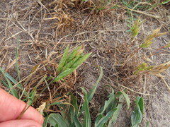 Bromus hordeaceus