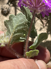 Abronia gracilis