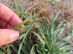 Bromus hordeaceus
