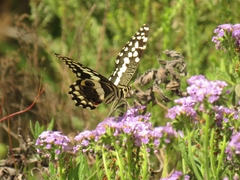 Papilio demodocus demodocus