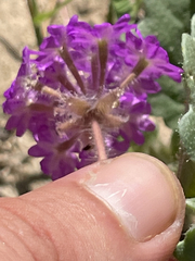 Abronia gracilis