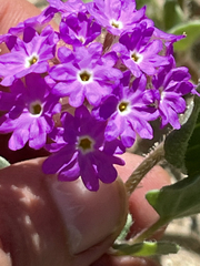 Abronia gracilis