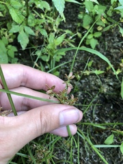 Cyperus diandrus