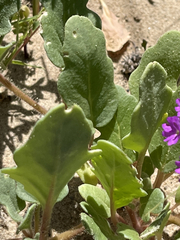Abronia gracilis