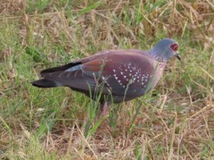 Columba guinea