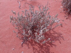 Atriplex lindleyi