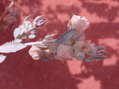 Atriplex lindleyi