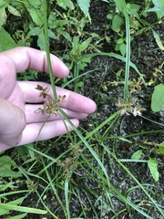 Cyperus diandrus