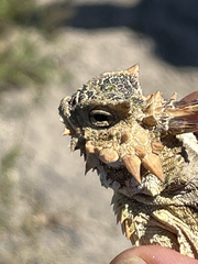 Phrynosoma coronatum