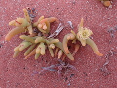 Mesembryanthemum hypertrophicum