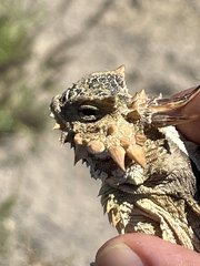 Phrynosoma coronatum