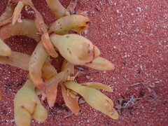 Mesembryanthemum hypertrophicum