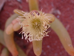 Mesembryanthemum hypertrophicum