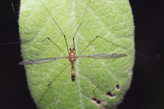 Tipulomorpha