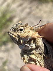 Phrynosoma coronatum