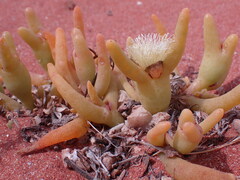 Mesembryanthemum hypertrophicum