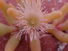 Mesembryanthemum hypertrophicum