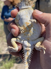 Phrynosoma coronatum