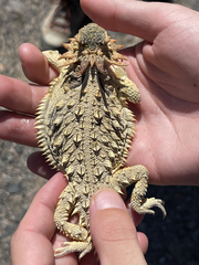 Phrynosoma coronatum