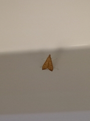 Antigastra catalaunalis