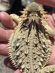 Phrynosoma coronatum