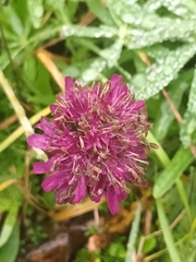 Knautia macedonica
