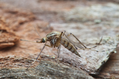 Aedes vittiger