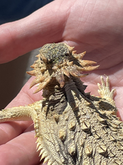 Phrynosoma coronatum