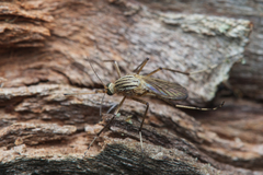 Aedes vittiger
