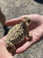 Phrynosoma coronatum