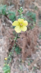 Verbascum simplex