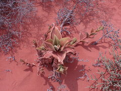 Mesembryanthemum barklyi