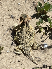 Phrynosoma coronatum