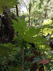 Fatsia japonica